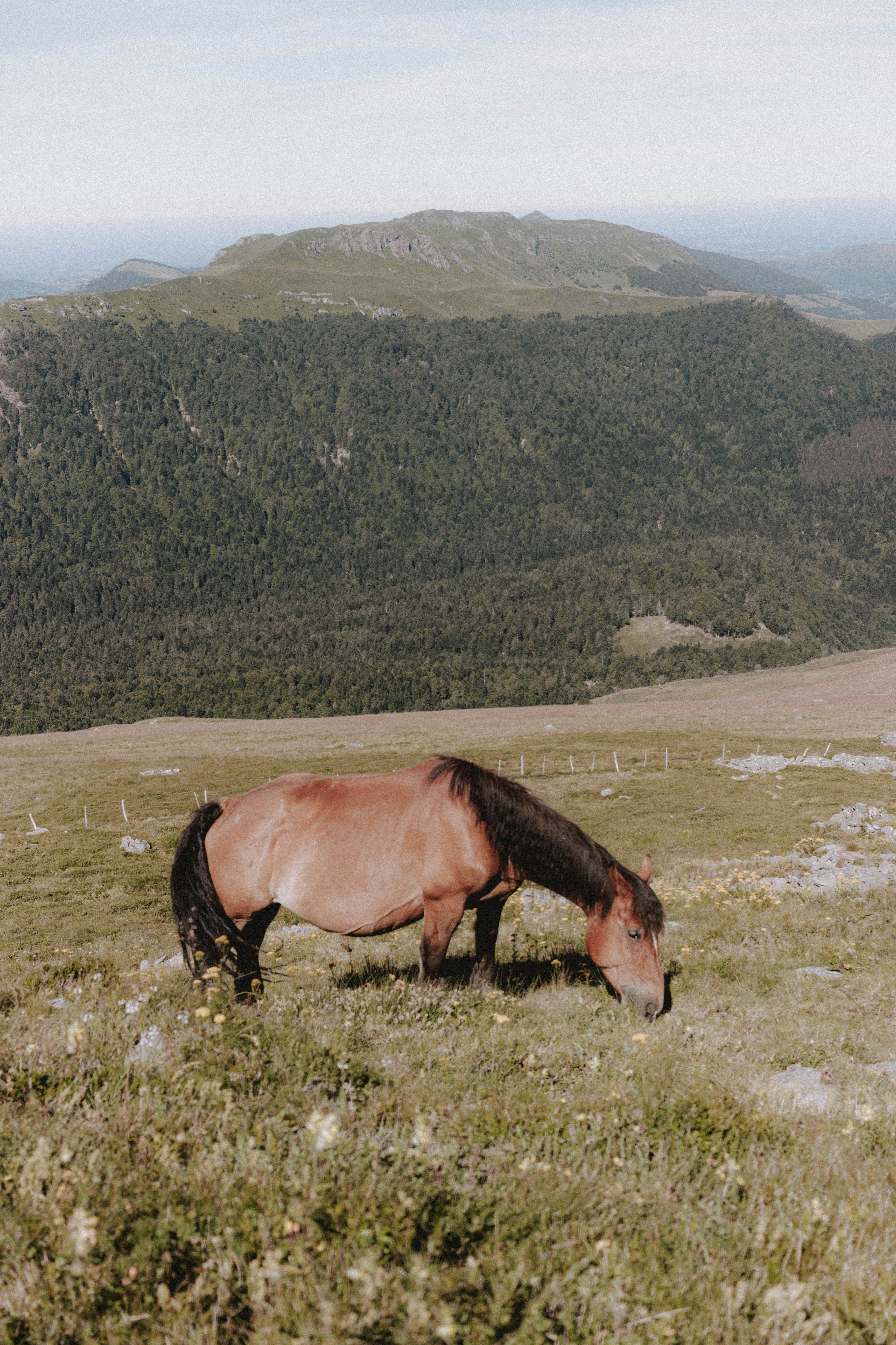 brown horse eating grass on field during daytime